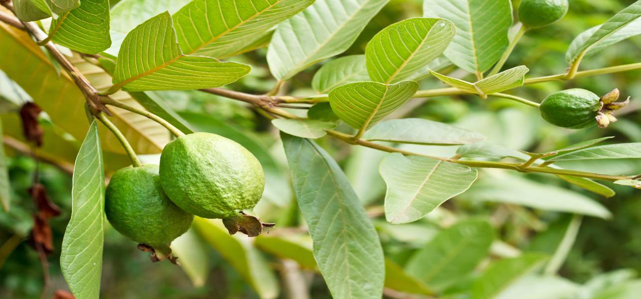 guava leaves health benefits