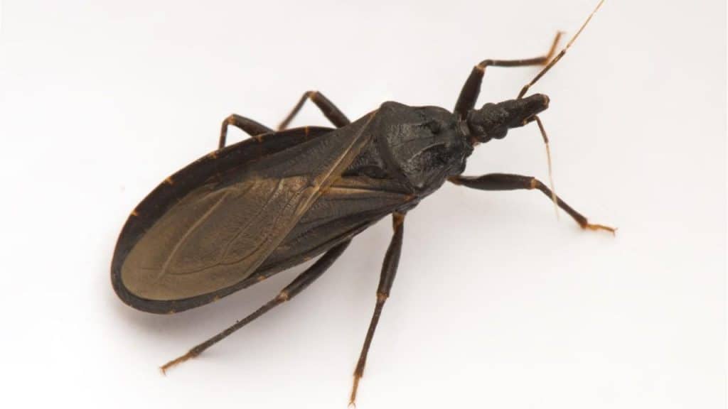 chagas disease or kissing bug