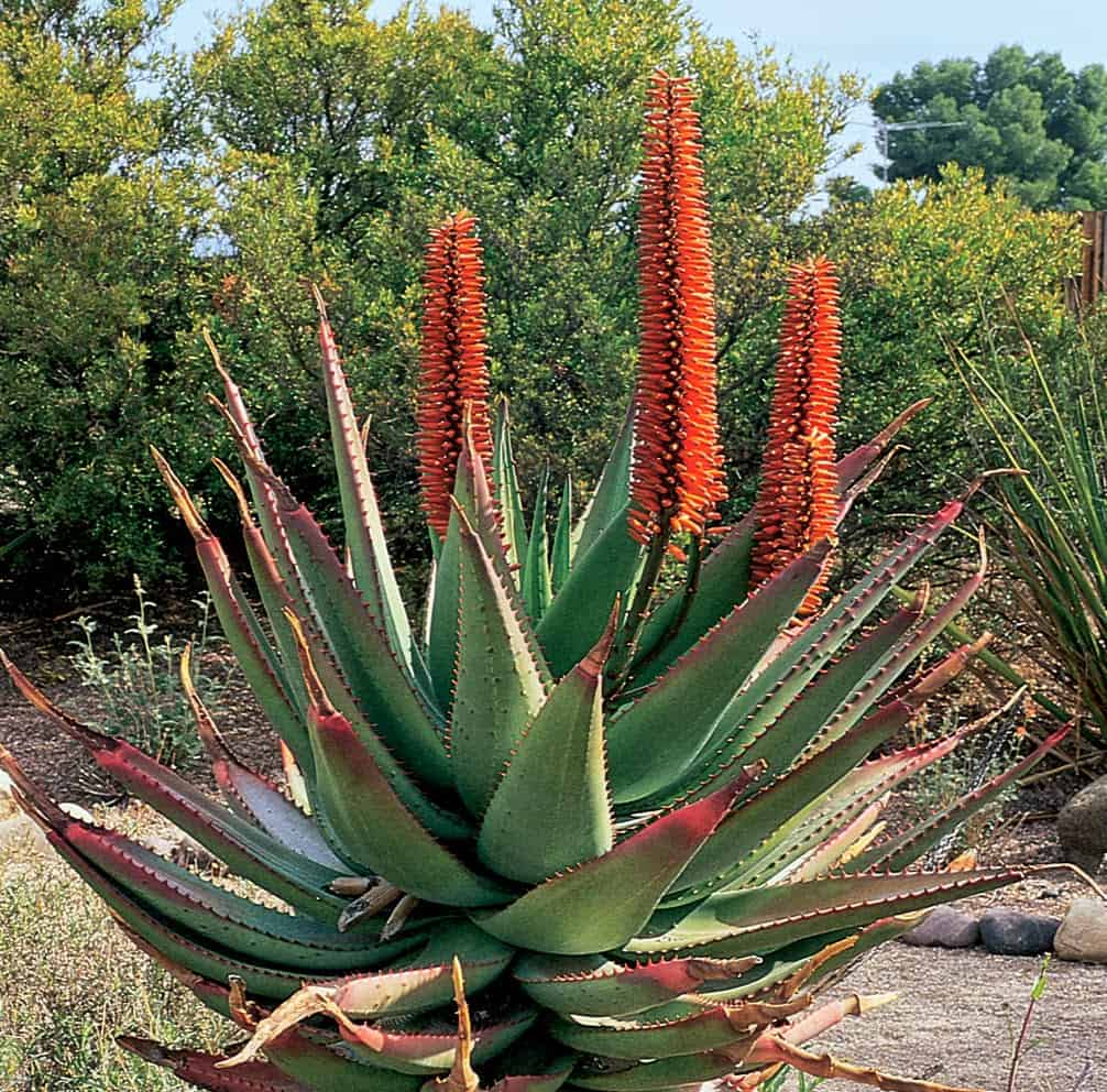 Benefits Of Cape Aloe or Aloe Ferox