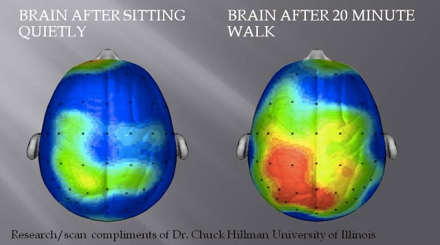 The brain before and after exercise