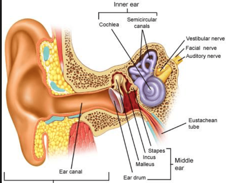 Can Ear Infection Cause Hearing Loss? 1