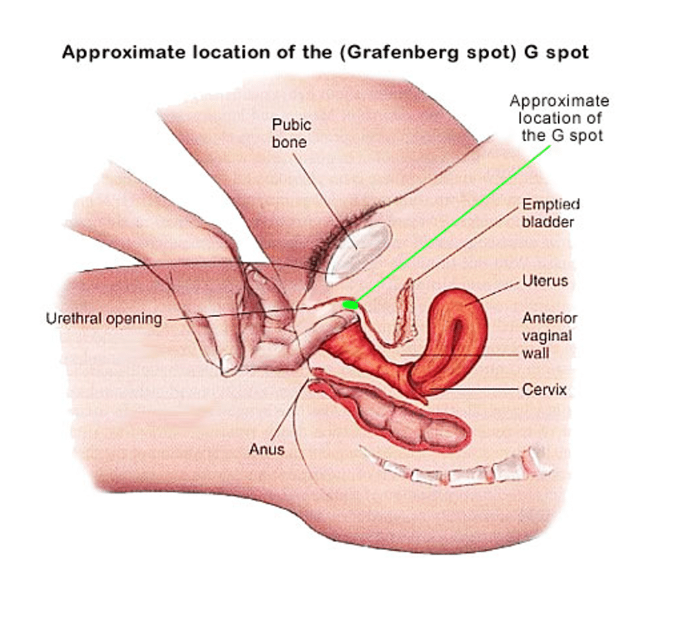 G spot and Female Ejaculation