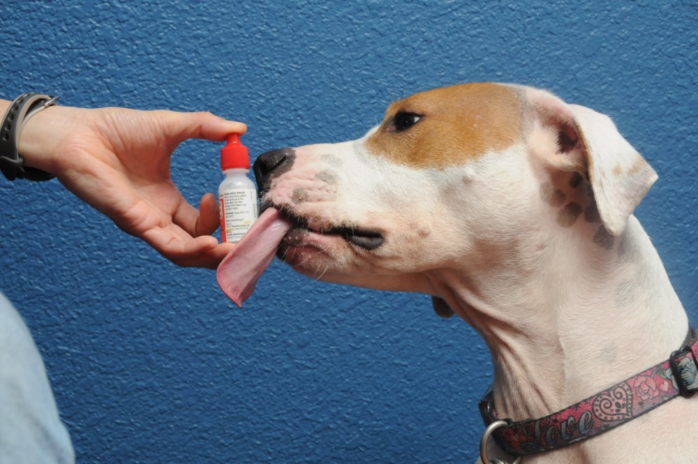 5 Kinds Of Eye Drops You Can Use On Your Dog