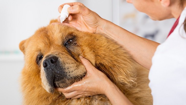 What Kind Of Eye Drops Can I Use On My Dog?
