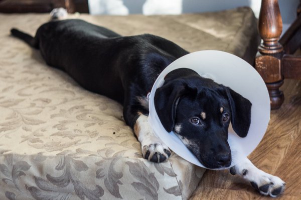 dog wearing cone of shame after applying triple antibiotic ointment