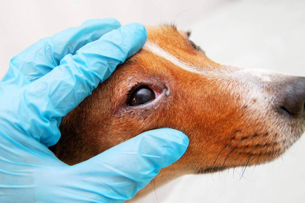 polysporin eye drops for dogs eye infection