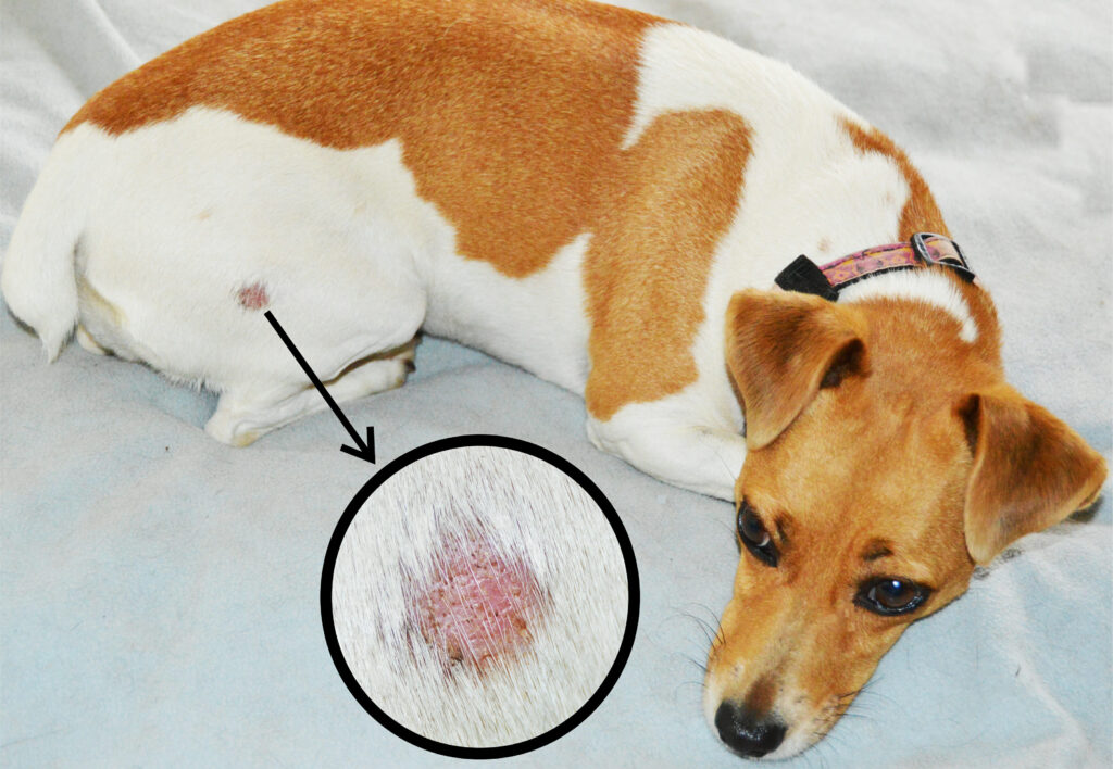 Ringworms in dogs