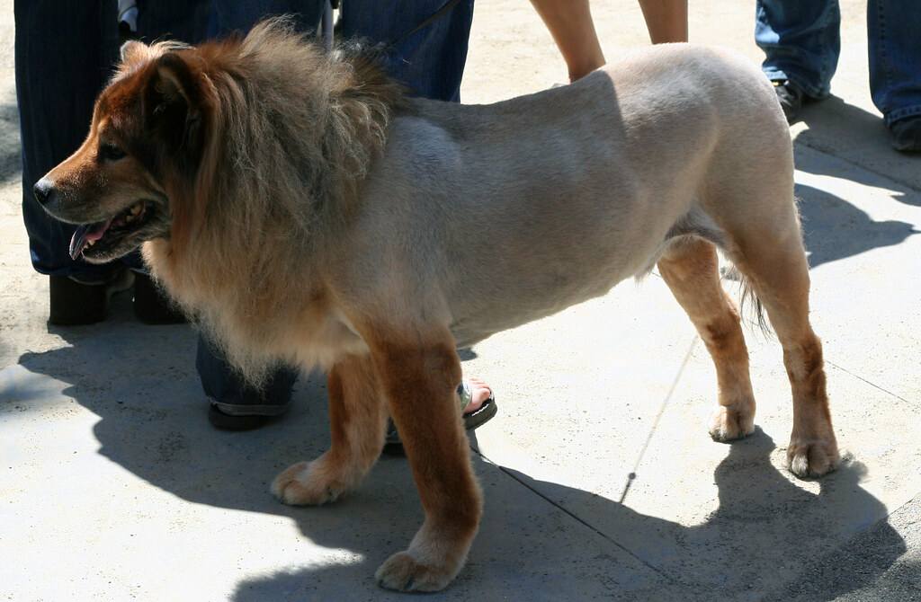 Shaved Dog with Ringworm