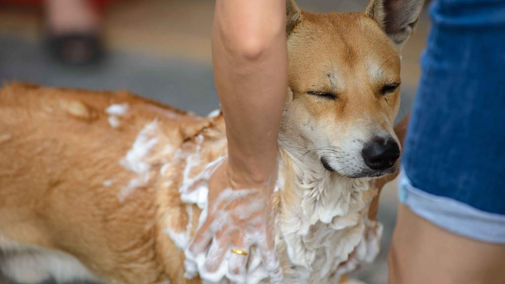 Bath your dog with baking soda to relieve itching and bad odour