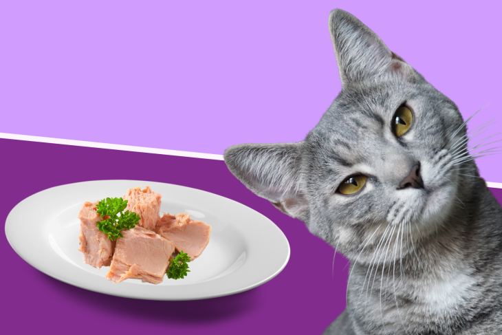 A Healthy Ingredient Suited For All Cat Breeds