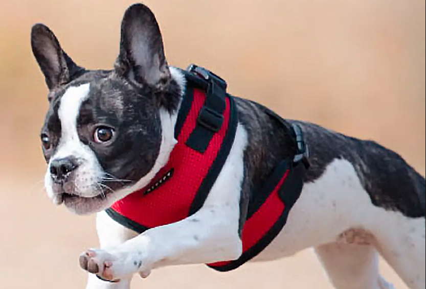 Best Choke Free Harness for Small Dogs