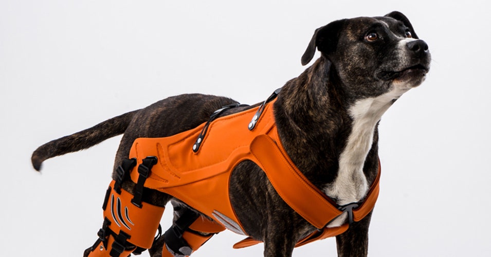 Best Dog Harness For Dogs With Back Problems