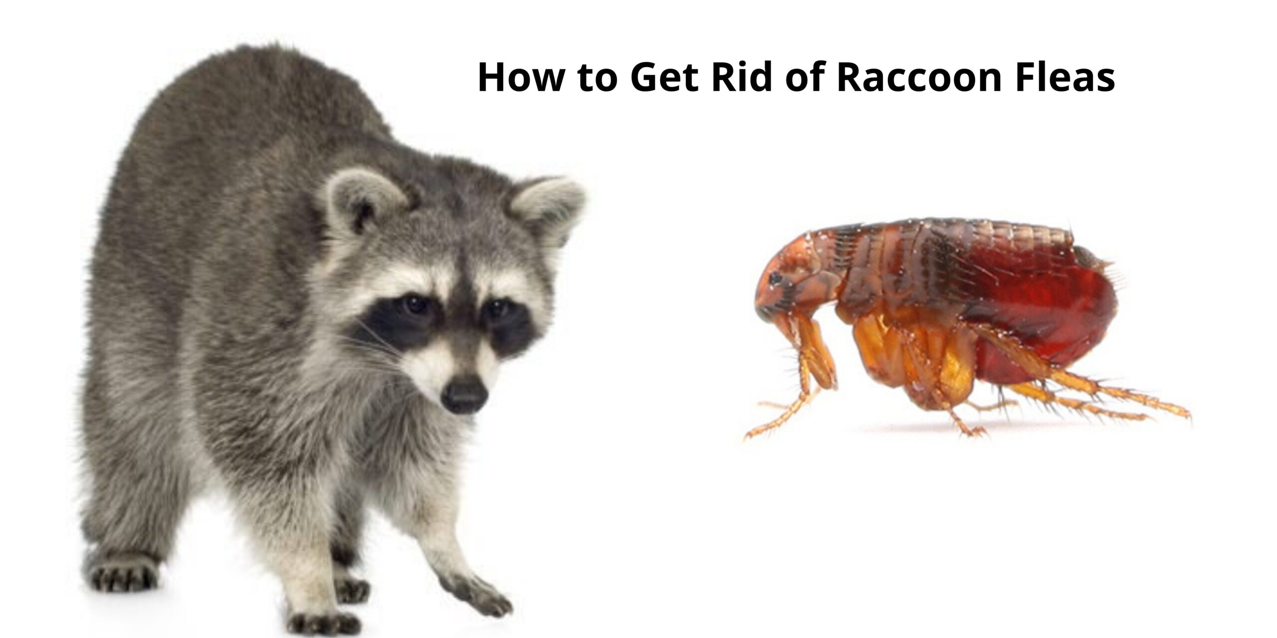 How to Get Rid of Raccoon Fleas
