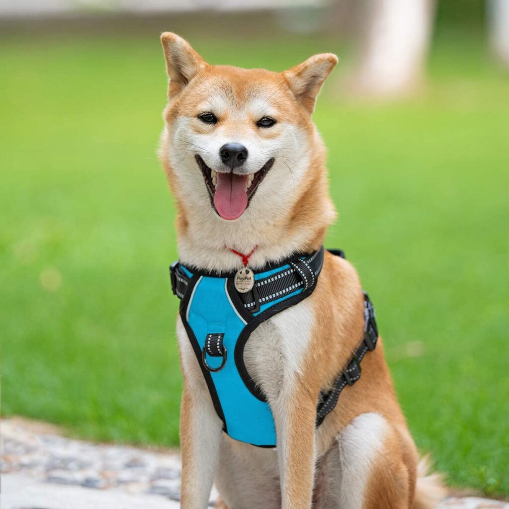 Best Choke Free Harness for Small Dogs: Reviews, Comparison, and Top Picks 2