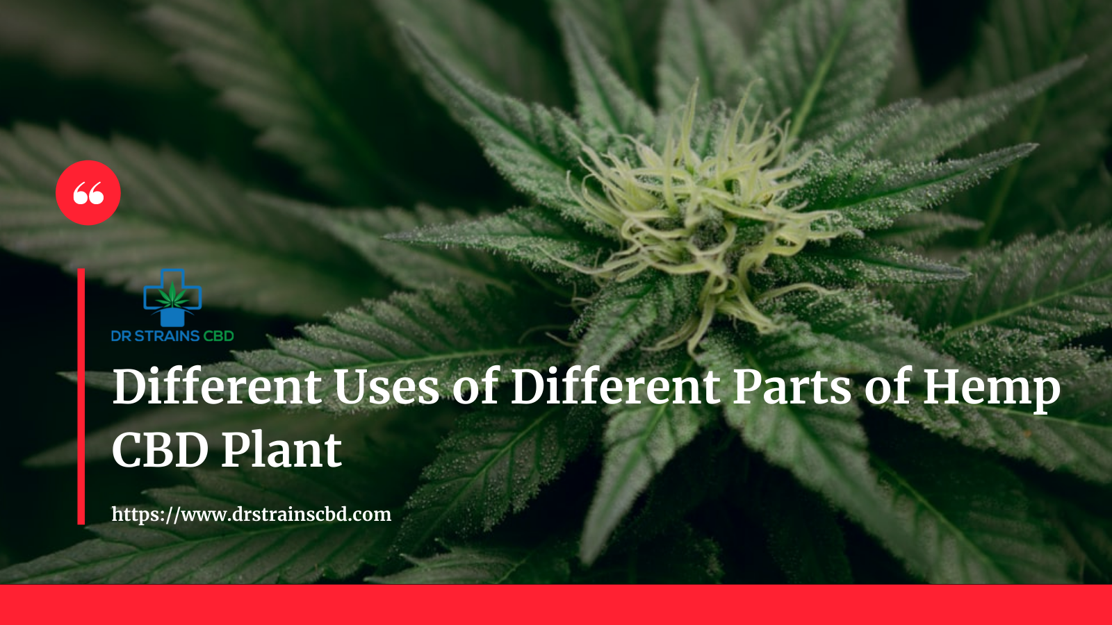Different Uses of Different Parts of Hemp CBD Plant