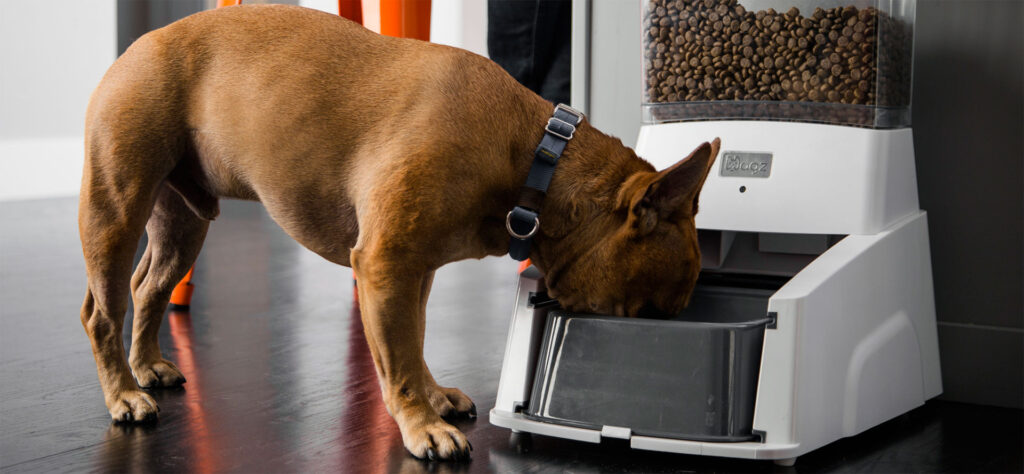 Top 5 Automatic Dog Feeders For Your Dog