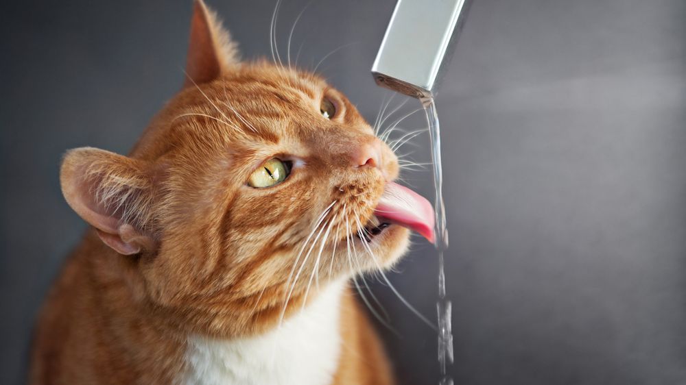 Water is good for Your Cat In a Pinch
