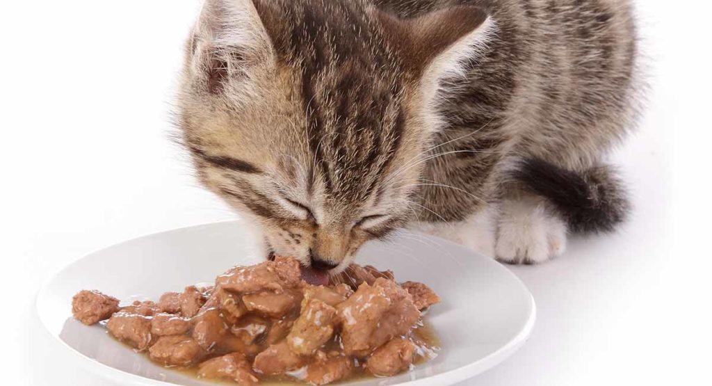 wet cat foods are better than dry cat foods