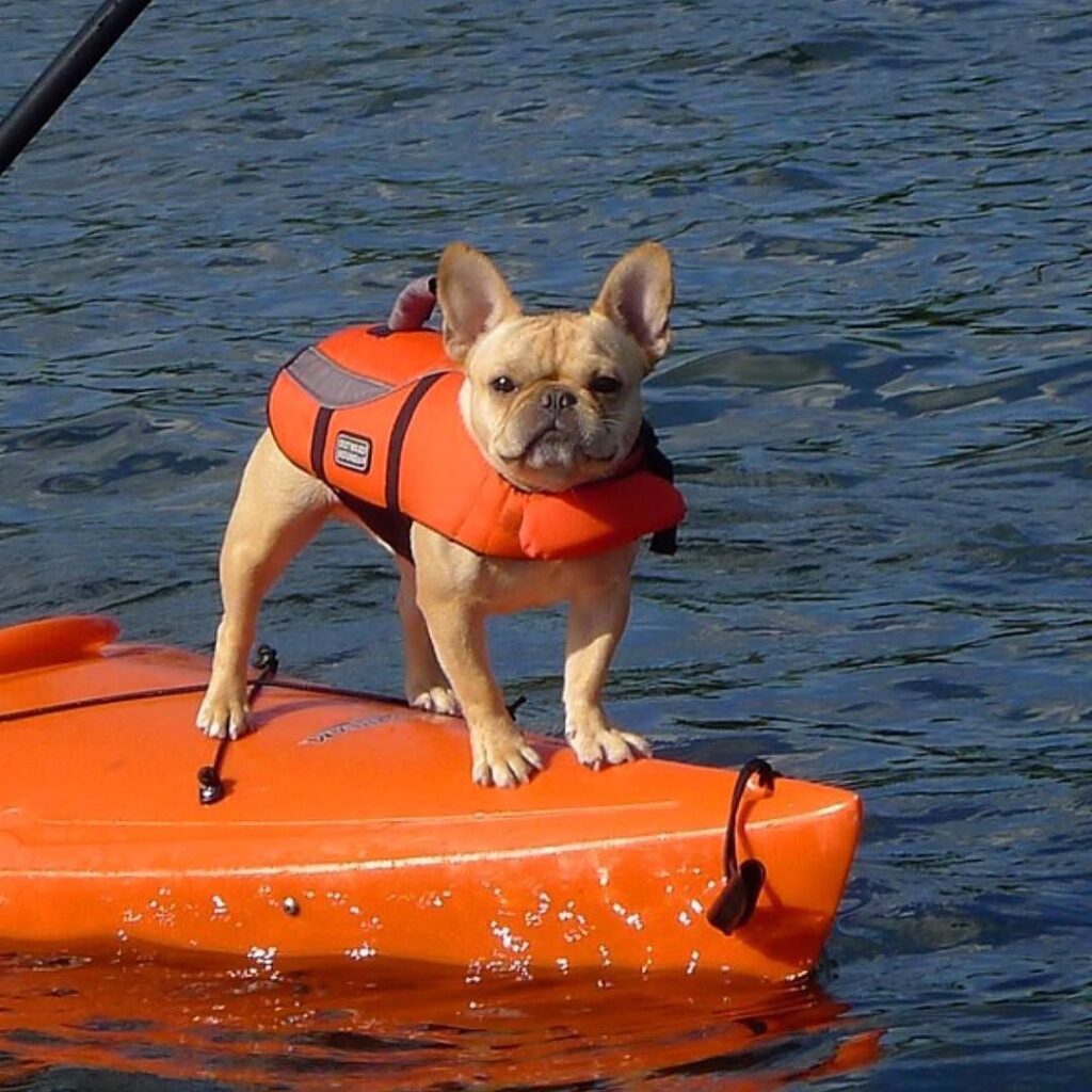 Top 30 Best Dog Breeds For Kayaking 2