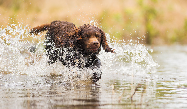 American Water Spaniel is a natural lover of water