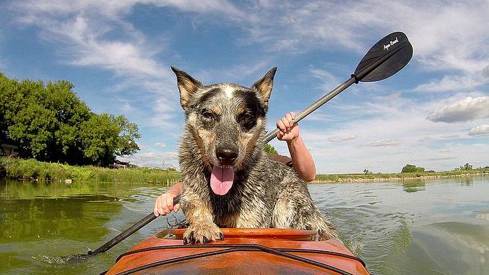 Australian Cattle Dog is particularly popular among Australian kayakers