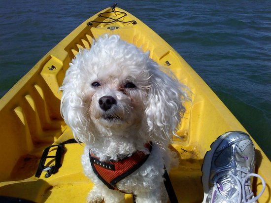 Bichon Frise is among the water dogs