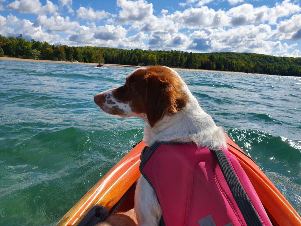 Brittany Spaniel is one of the best little water dog breeds