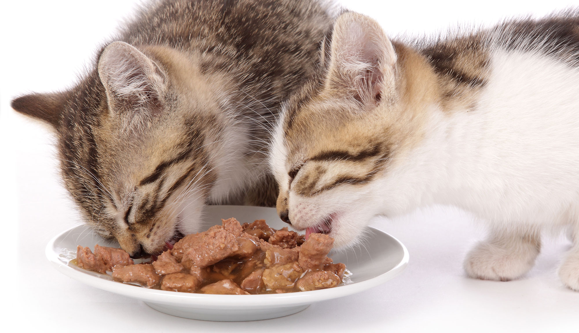 Can I Feed My Cat Wet Food Every Day?