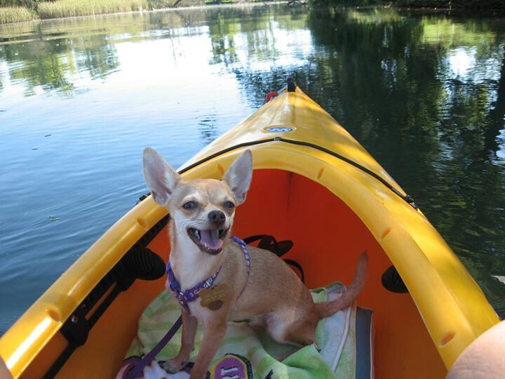 Chihuahua can make your kayaking fun