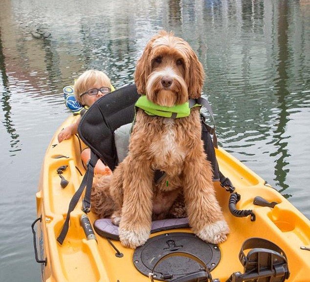 Goldendoodle sitting in a kayak