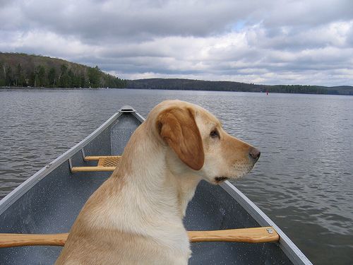 Labrador Retriever is good for kayaking