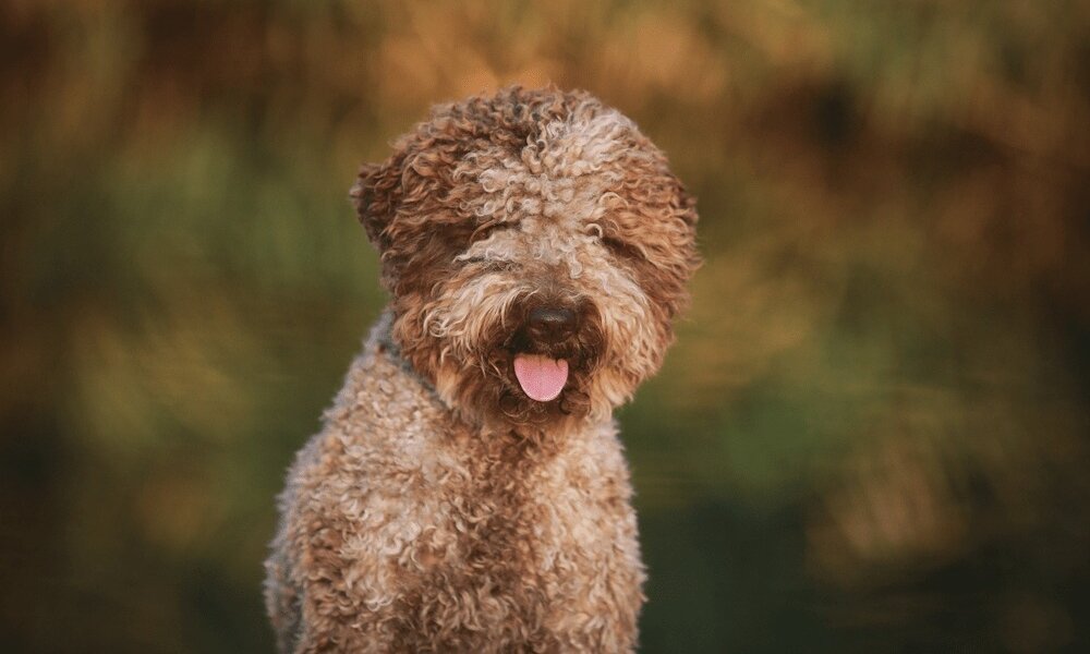 Lagotto Romagnolo is a sports dog