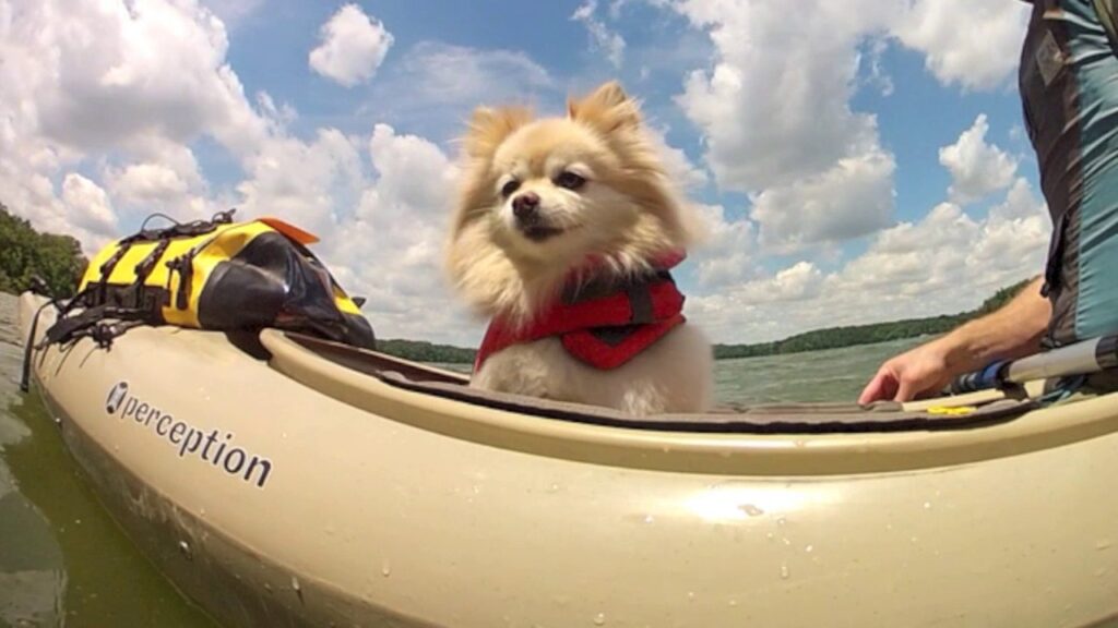 Pomeranian feels very comfortable in a kayak