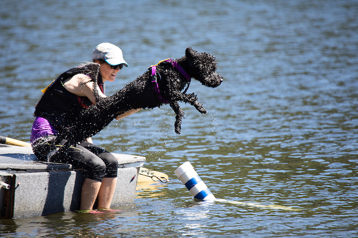 Portuguese Water Dog is a good kayaking and fishing companion