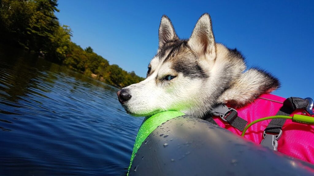 Siberian Husky is the finest breed for kayaking