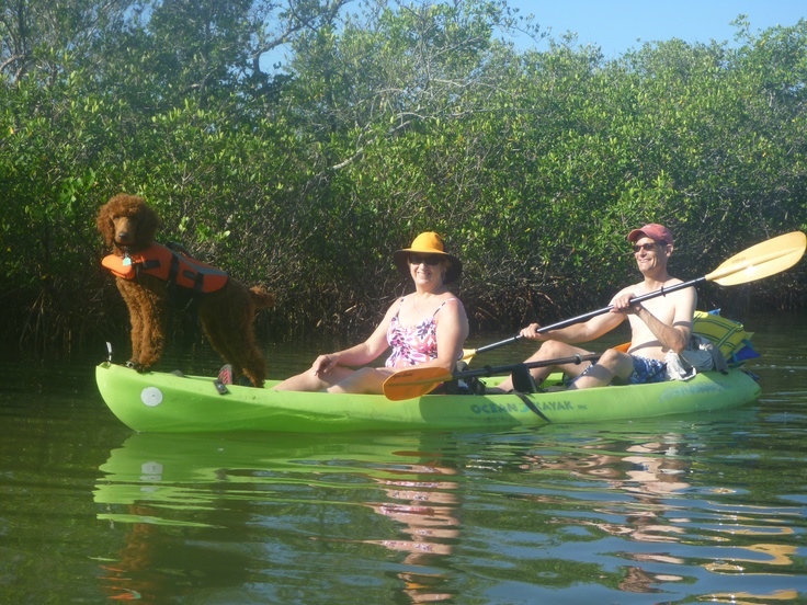 Standard Poodle makes a good kayak companion