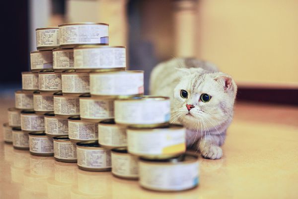 Things To Consider When Feeding Your Cat Canned Tuna