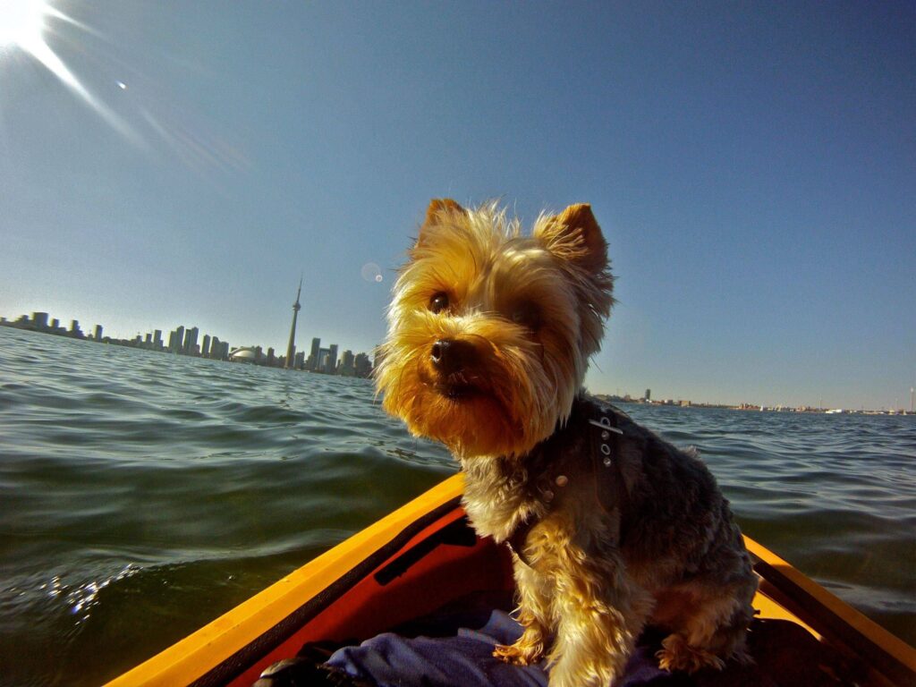 Yorkshire Terrier is ideal for kayaking