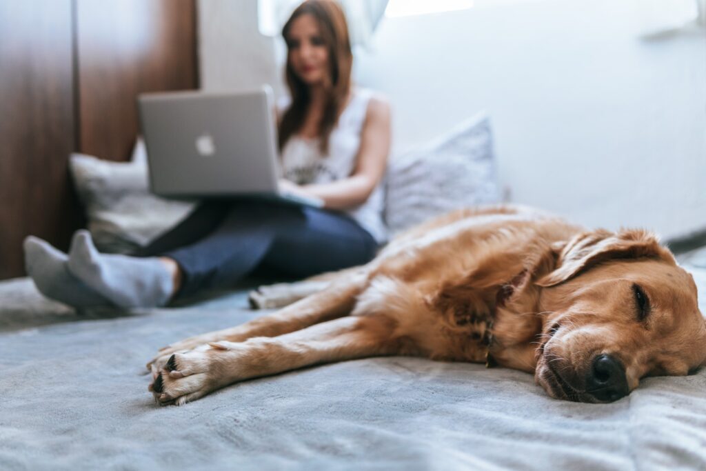 The right Pet will be easier to take care of while in College