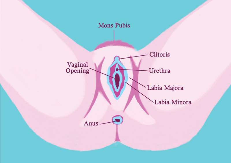 Understanding The Female Genitalia