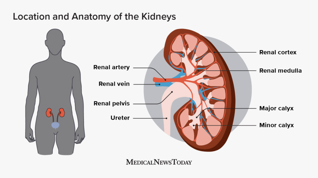 Structure and Location of the Kidneys