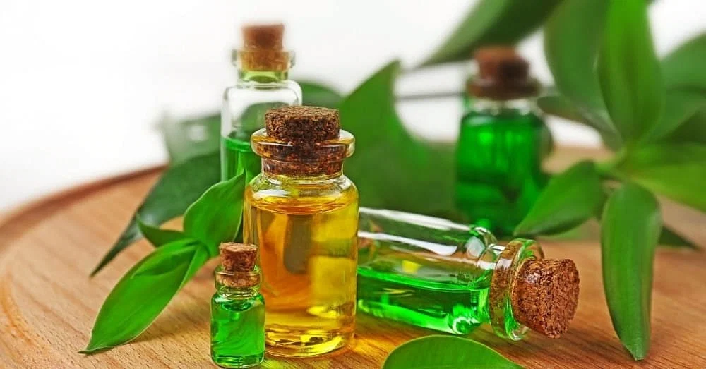 Benefits of Tea Tree Oil for Insect Bites
